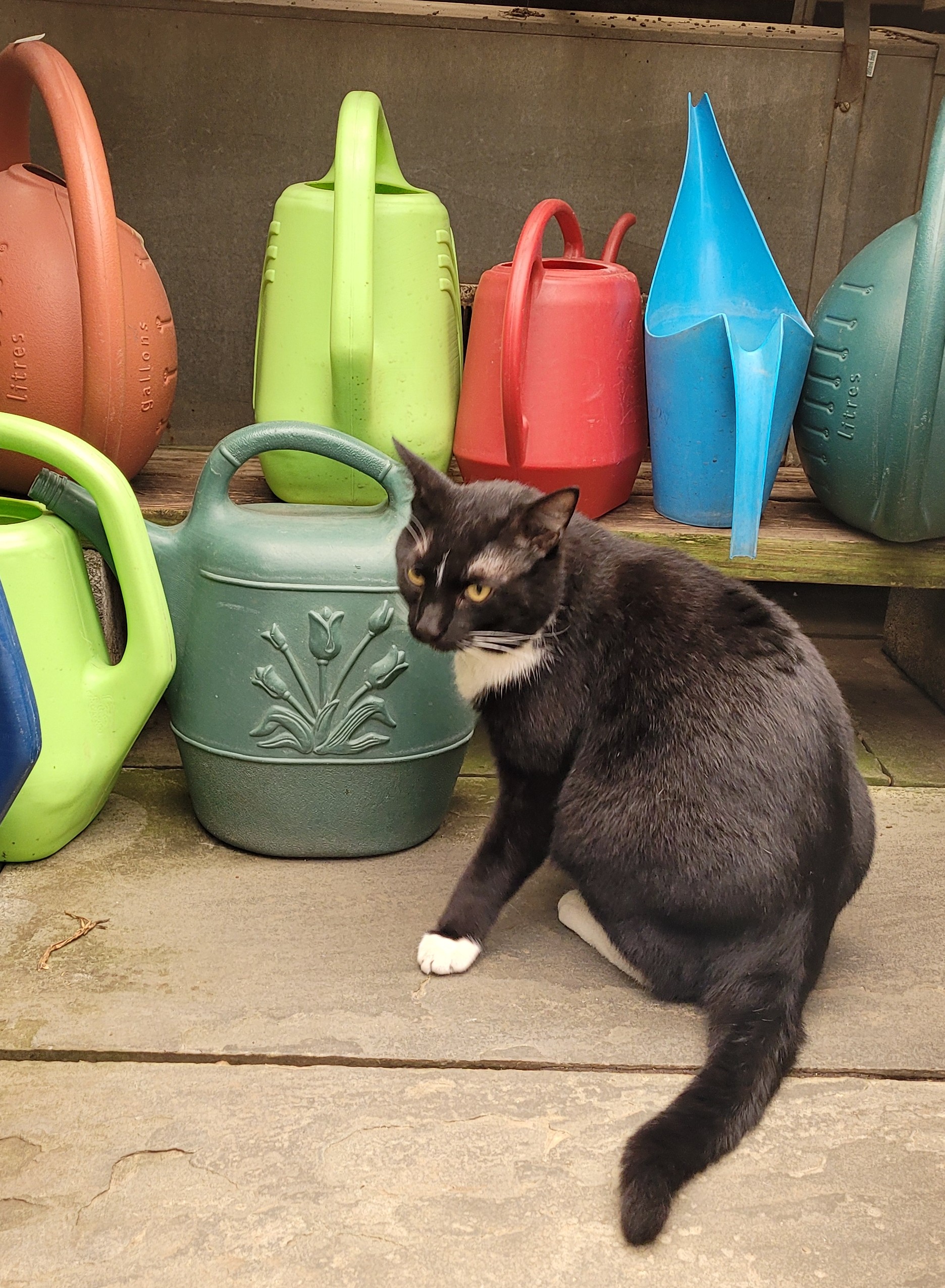 A black and white cat sitting in front of several colorful watering cans