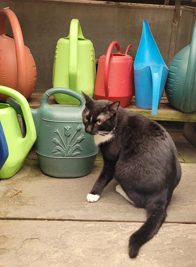 A black and white cat sitting in front of several colorful watering cans