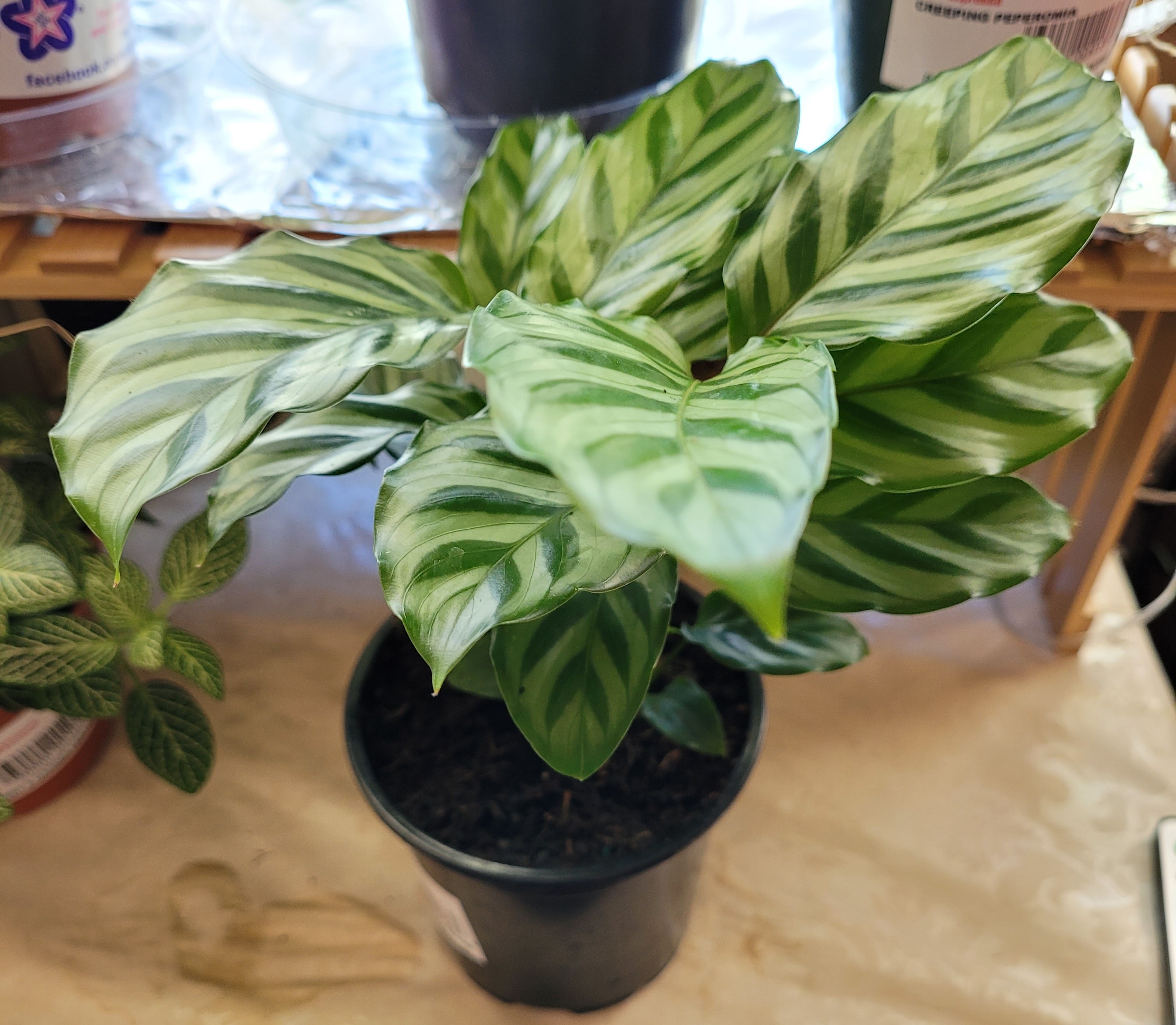 Calathea plant