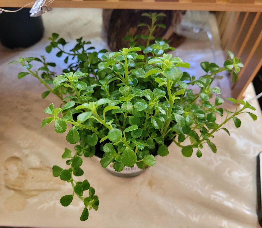 Creeping peperomia plant