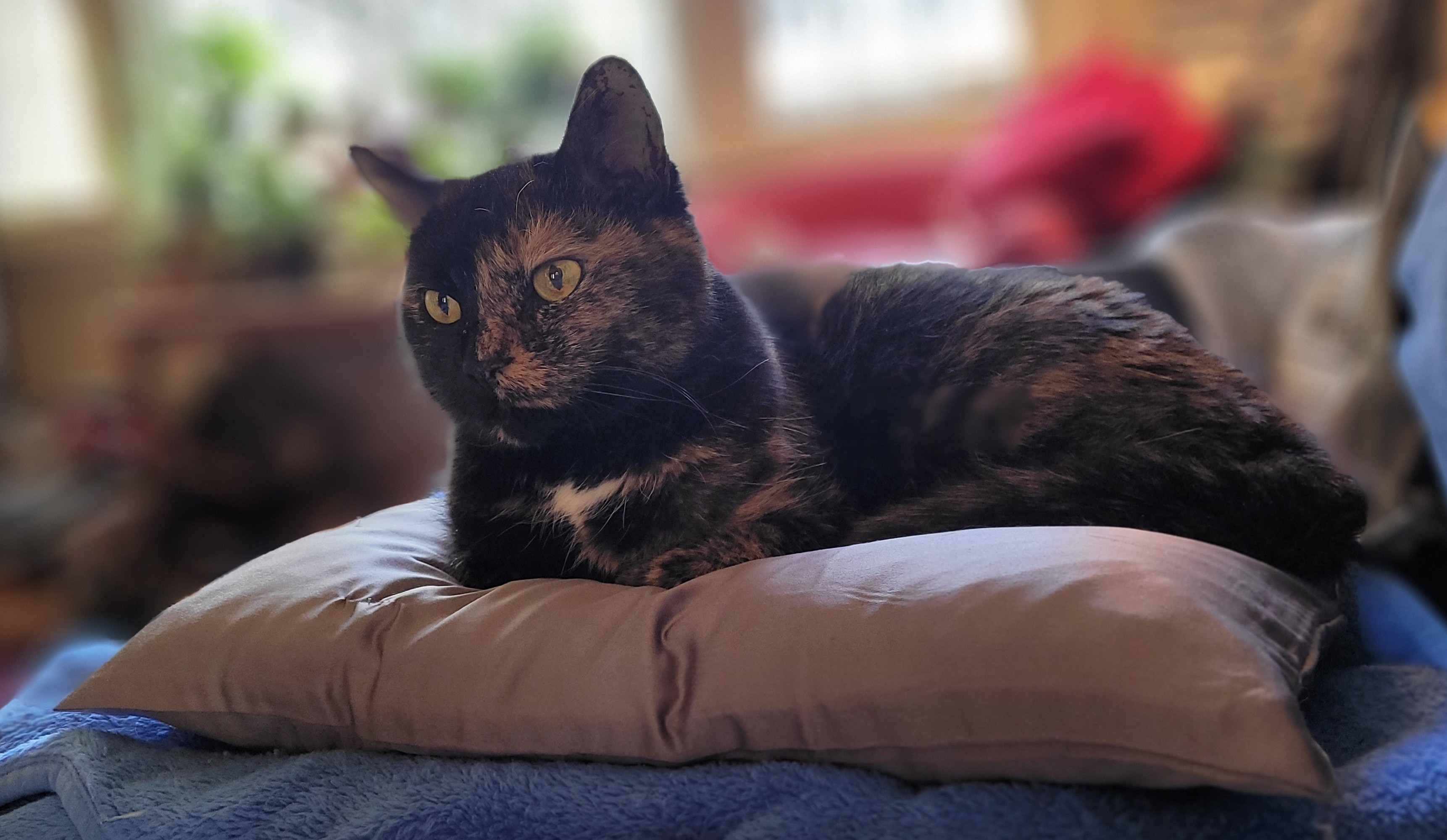 Lily, a black and orange tortoiseshell cat,  sitting on a grey throw pillow