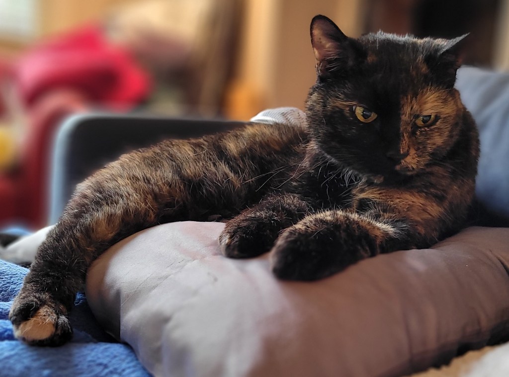 Lily, a black and orange tortoiseshell cat, sitting on a satin pillow