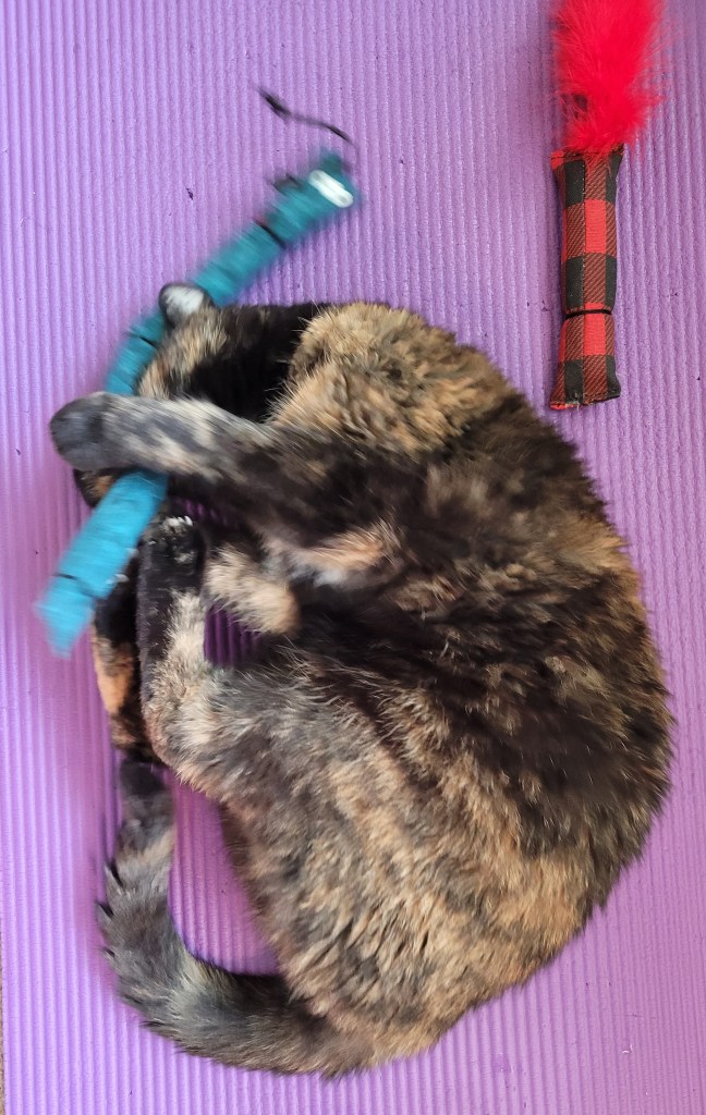 A blurry action shot of Lily, a black and orange tortoiseshell cat, playing with her toys