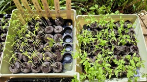 Two trays of tomato seedlings