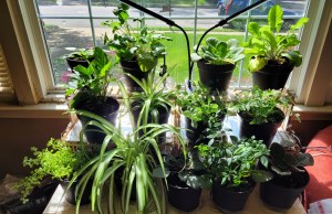 A shelf full of green plants in my front window