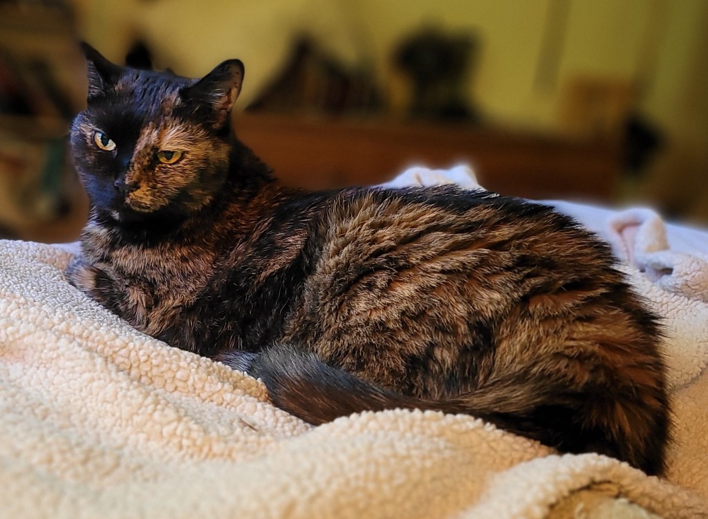 Lily, a black and orange tortoiseshell cat, looking a bit disgruntled 