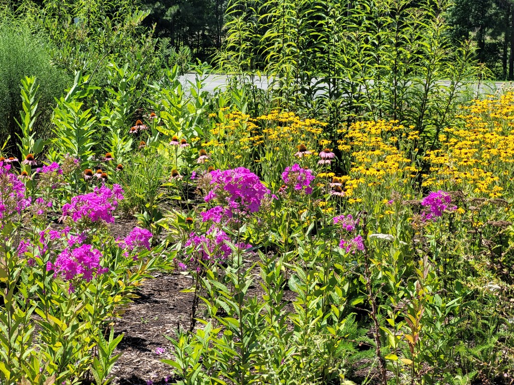 Small field of yellow and purple wildflowers 