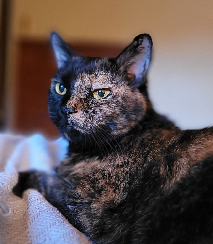 Headshot of Lily, a black and orange tortoiseshell cat