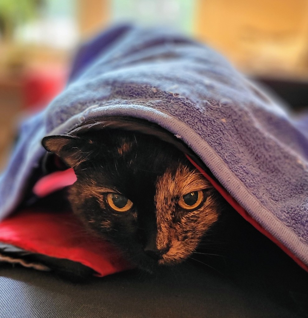 Headshot of Lily, a black and orange tortoiseshell cat, poking her head out from under a blanket