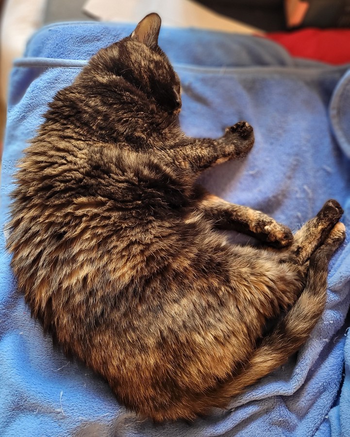 Lily, a black and orange tortoiseshell cat, sleeping on a blue blanket