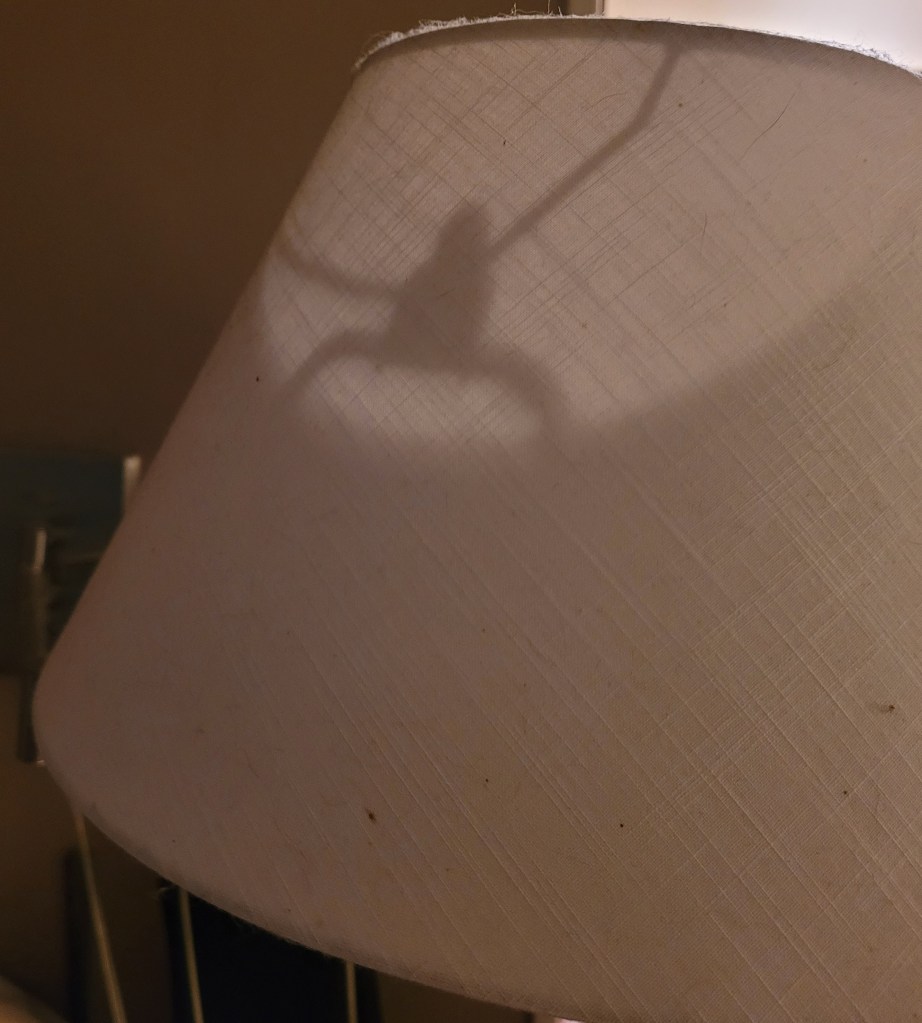 Shadow in a lampshade that looks very much like a a frog, even though it is just the lampshade frame.