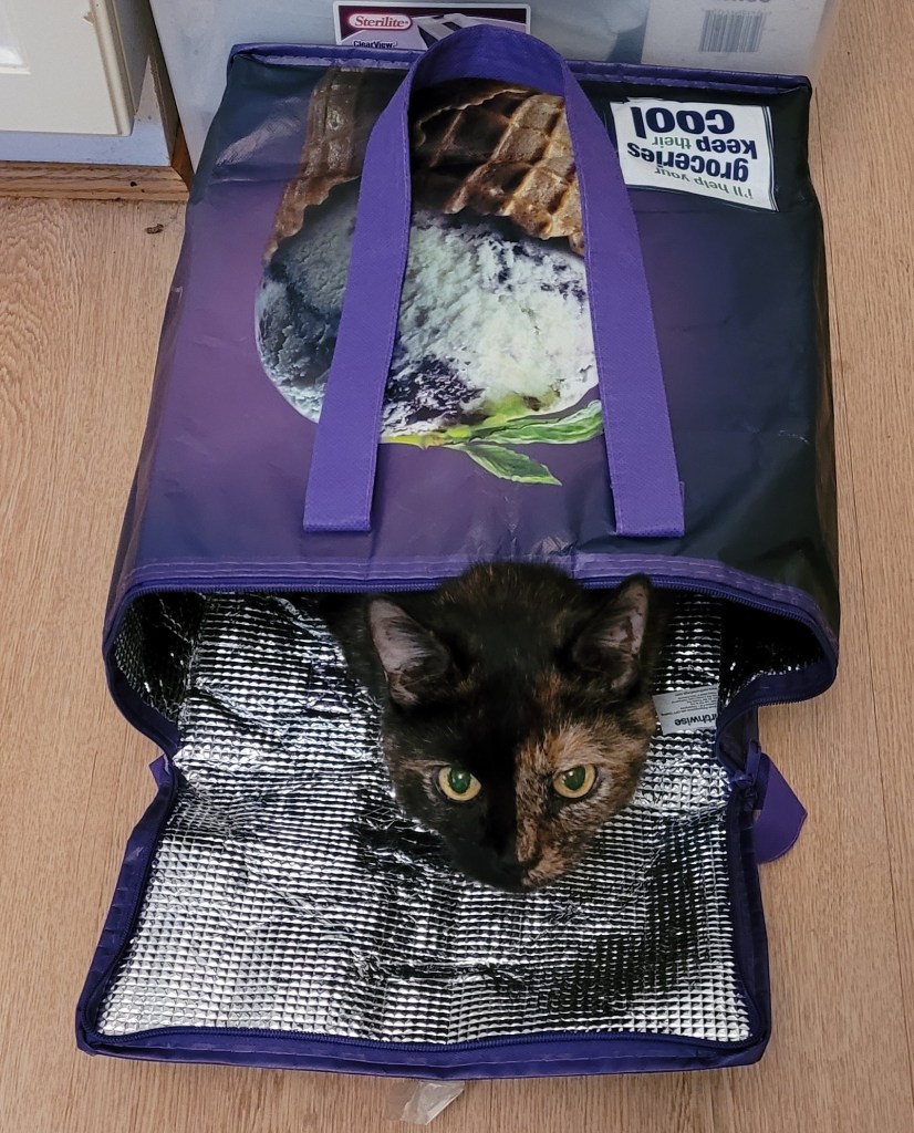 Lily, a black and orange tortoiseshell cat, peeking out from a grocery tote.