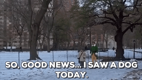 Gif from Elf: So, good news... I saw a dog today