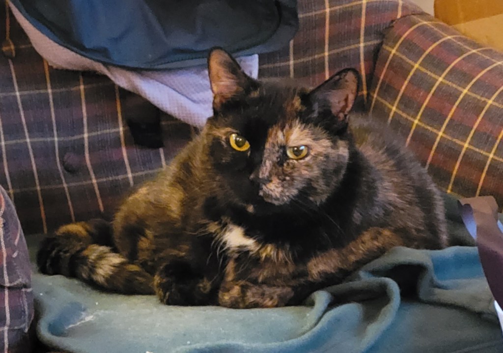 Lily, a black and orange tortoiseshell cat, lounging on a chair.