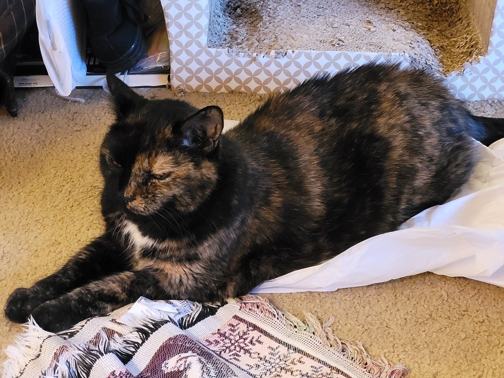Lily, a black and orange tortoiseshell cat, laying on some tissue paper, being good for Santa