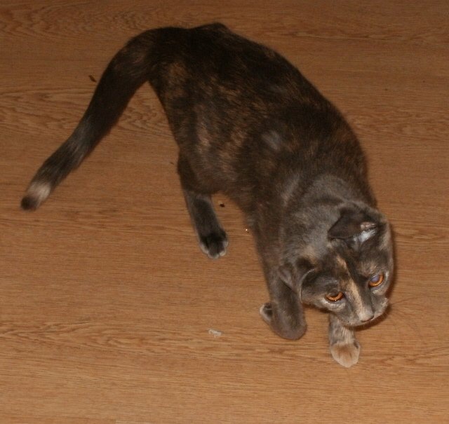 Carmen, a blue cream tortie cat, caught mid head shake