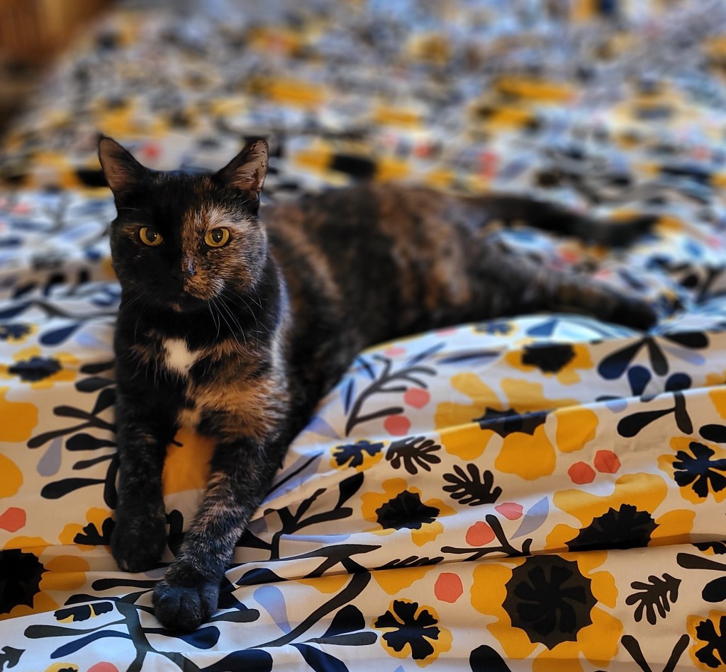 Shot of Lily, a black and orange tortoisehell cat, on a sunflower comfortr.