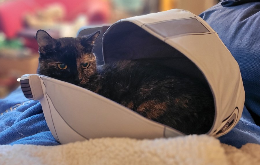 Lily, a black and orange tortoiseshell cat, I'm a baby Yoda pram