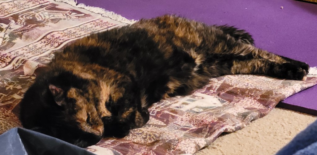 Lily, a black and orange tortoiseshell cat, sleeping on a blanket on the floor.