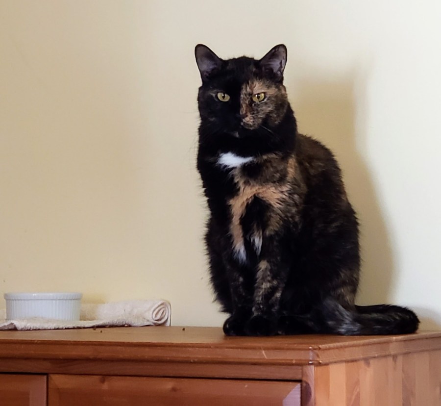 Lily, a black and orange tortoiseshell cat, sitting on the dresser