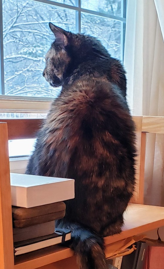 Lily, a black and orange tortoiseshell cat, looking out the window at the snow