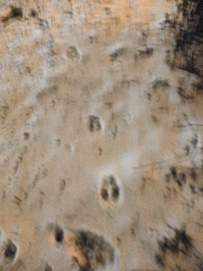 Unknown animal tracks in the snow