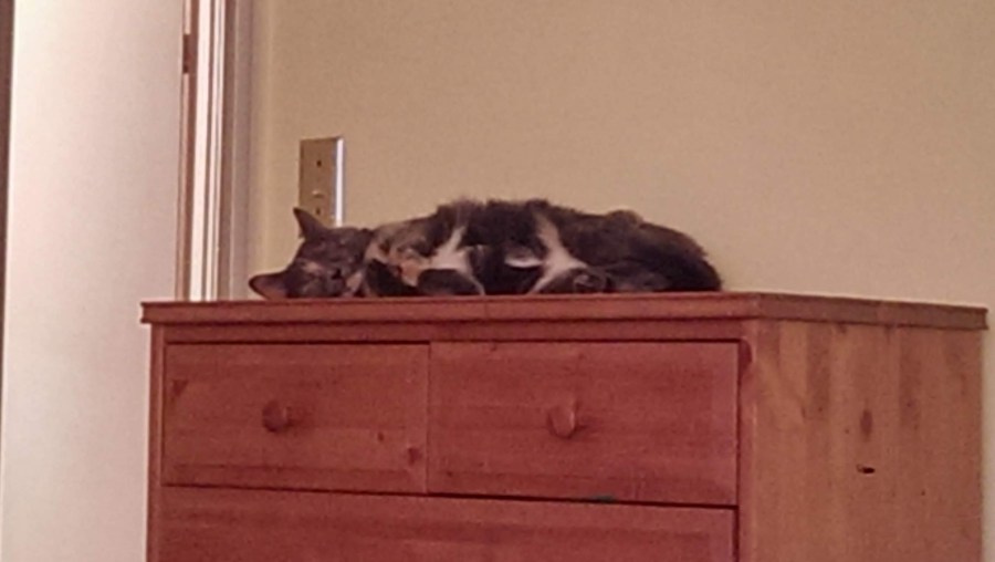 Carmen, a blue and peach tortoiseshell cat, sleeping on the dresser