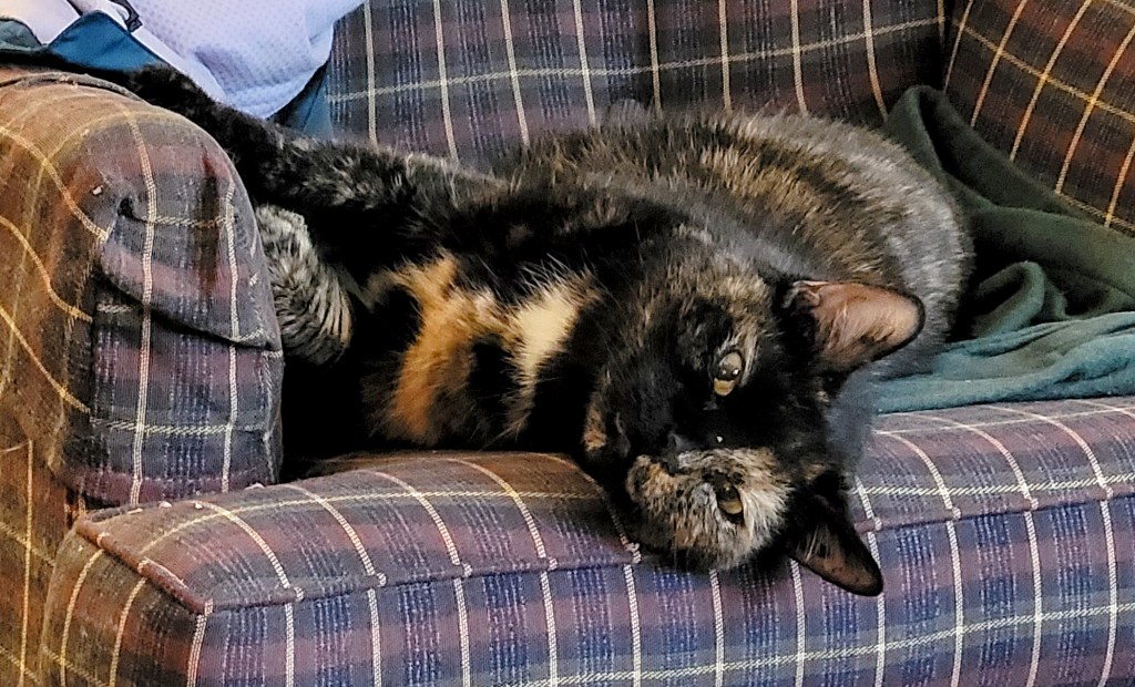 Lily, a black and orange tortoiseshell, slowly oozing off a chair