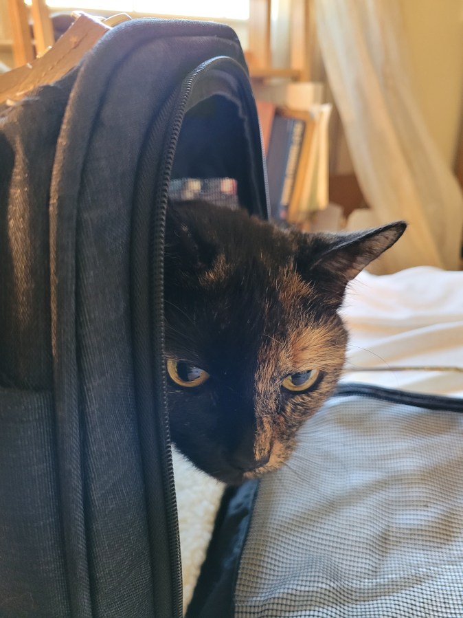 Lily, a black and orange tortoiseshell cat, peeking out of her crate