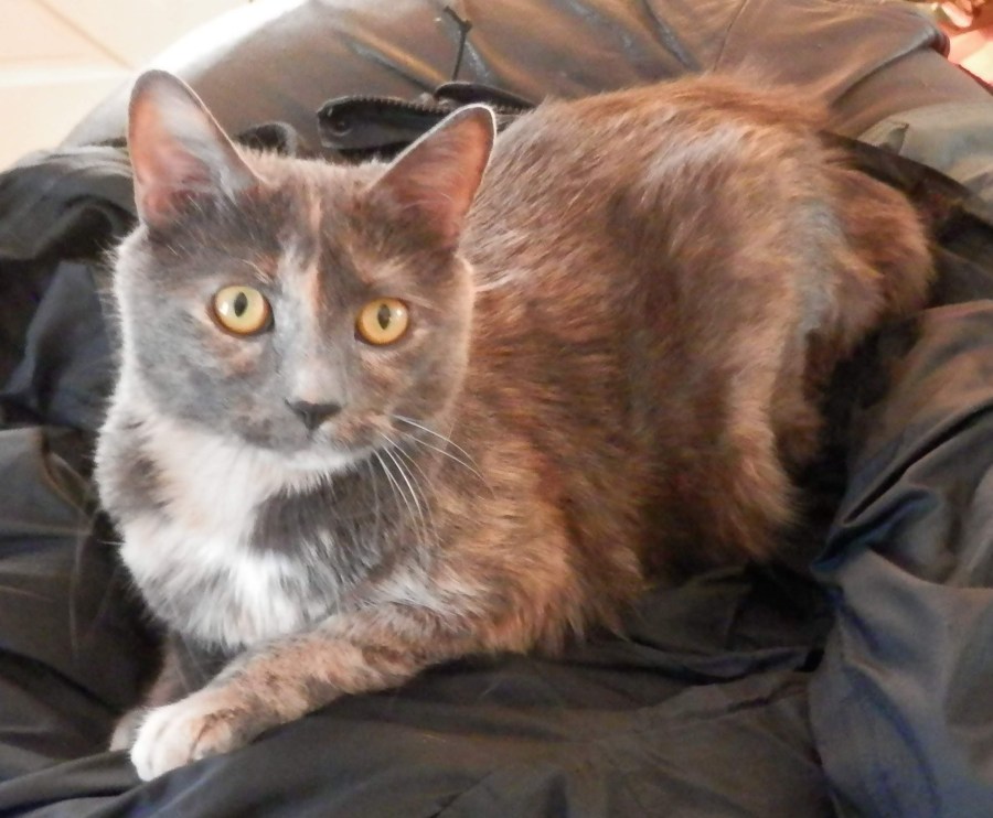 Carmen, a blue and peach tortoiseshell cat, curled up on a jacket