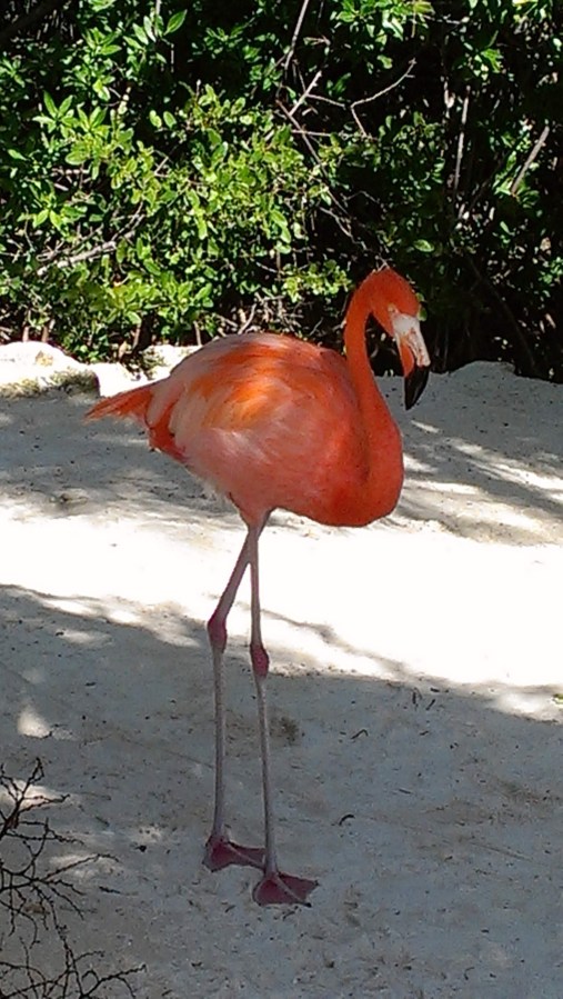 A pink flamingo on a beach