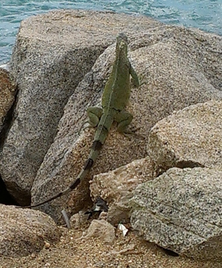 A green iguana on a rock