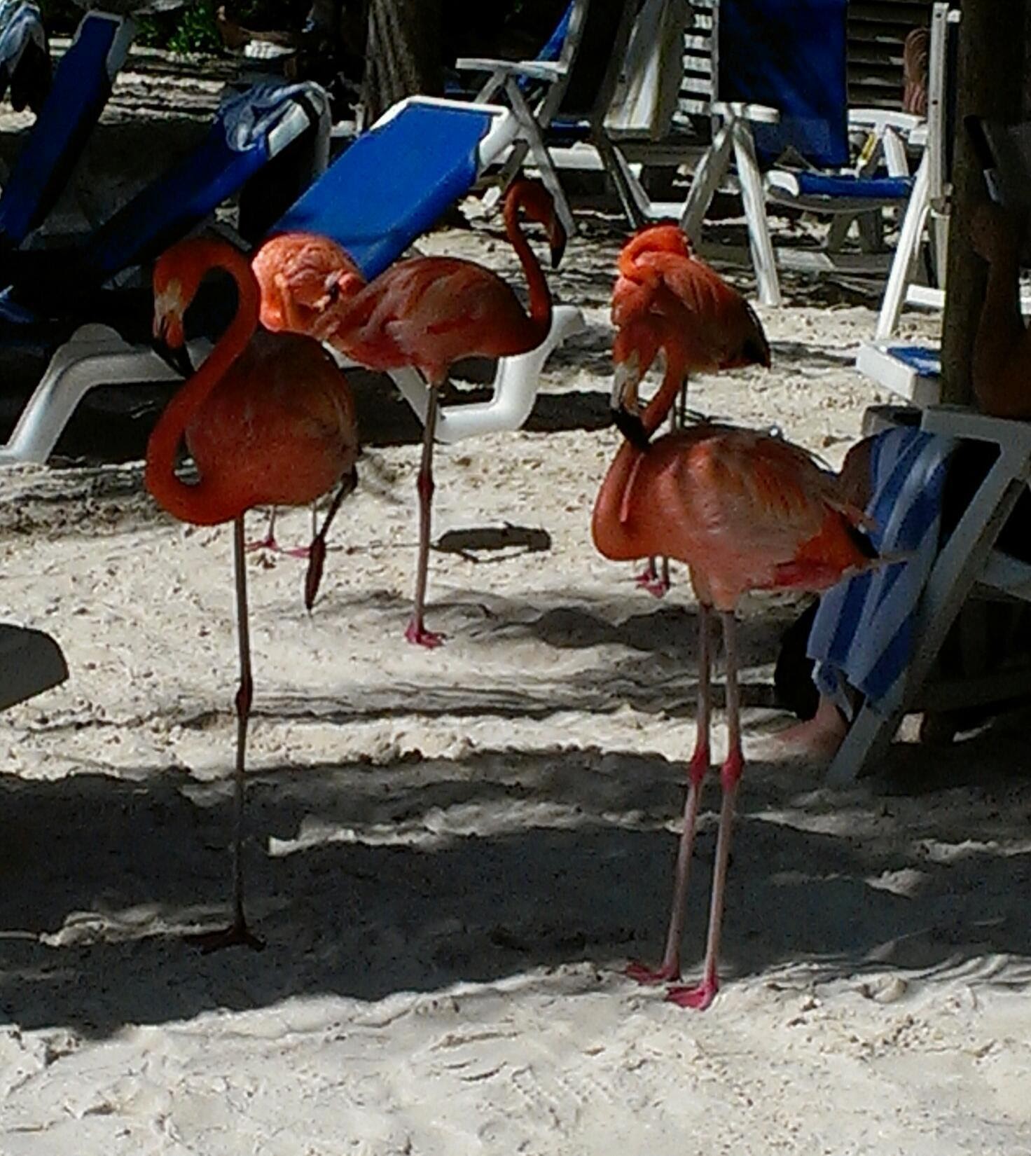 5 pink flamingos on a beach