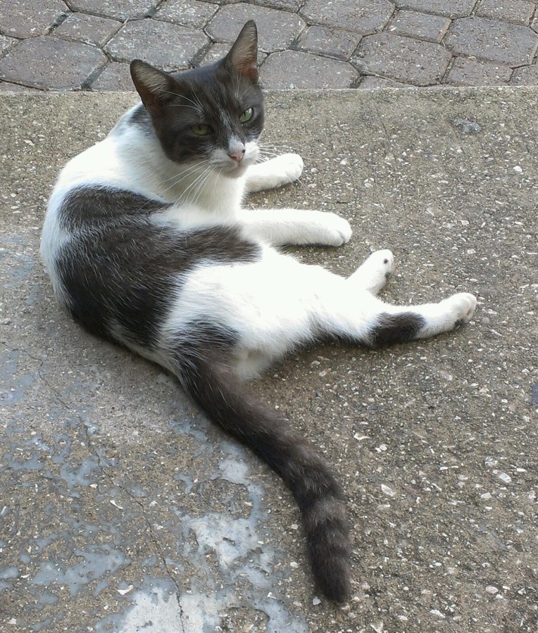 A black and white cat