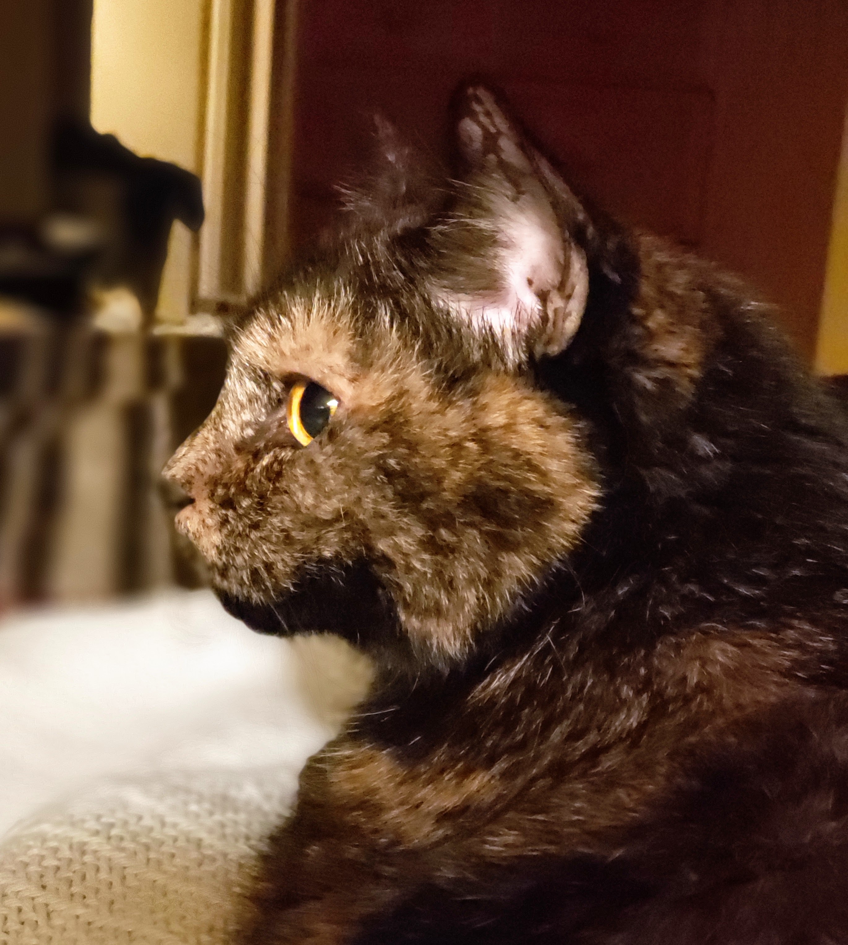 Lily, a black and orange tortoiseshell cat, sitting on the bed