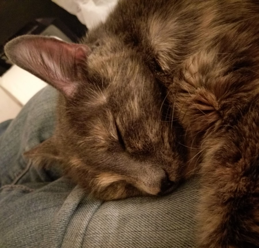 Carmen, a blue and peach tortoiseshell cat, sleeping on my lap