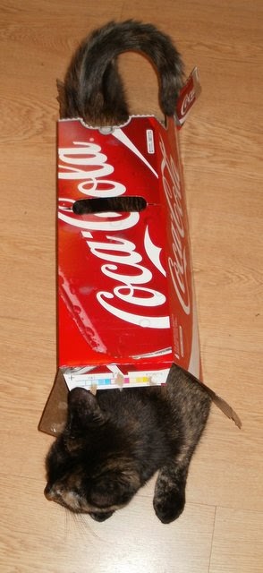 Lily, a black and orange tortoiseshell cat, in a Coke box
