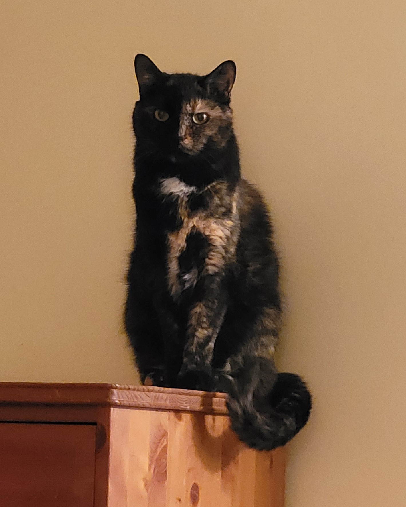 Lily, a black and orange tortoiseshell cat, sitting on a dresser staring hard at me