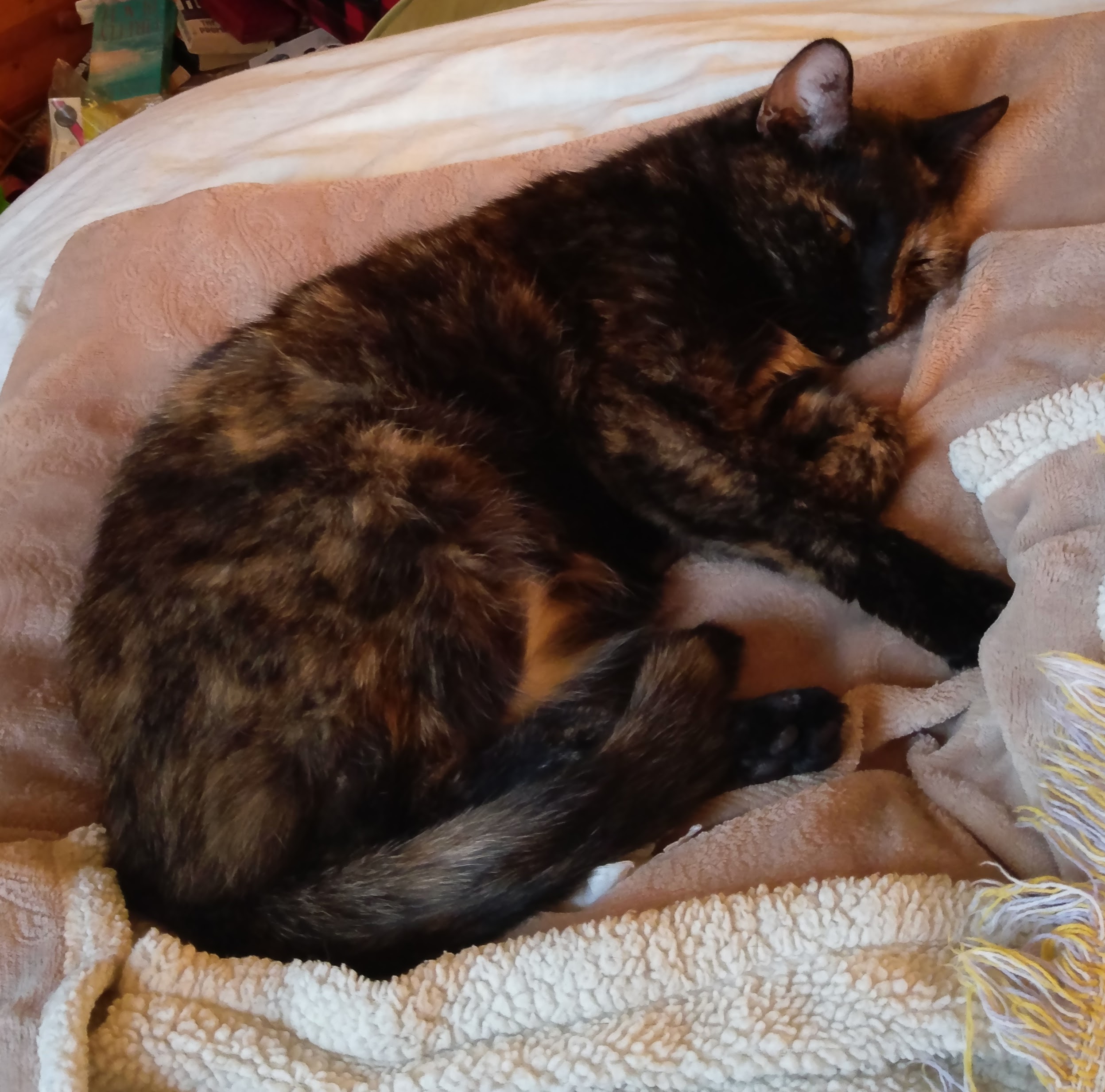 Lily, a black and orange tortoiseshell cat, sleeping on a blanket