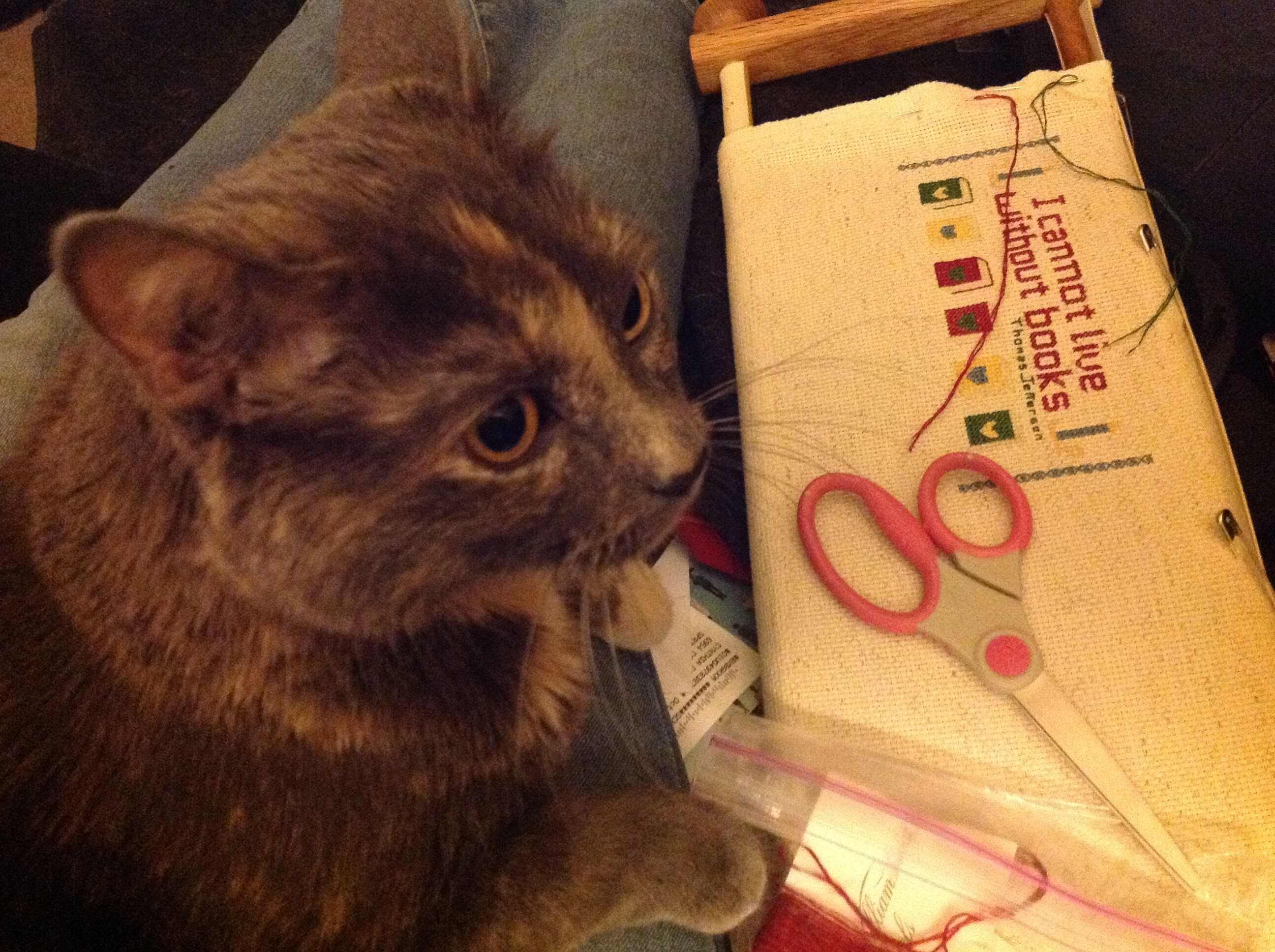 Carmen, a blue and cream tortoiseshell cat, sitting on my lap next to a cross stitch project.