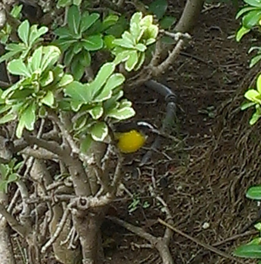 A tiny yellow bird in a bush