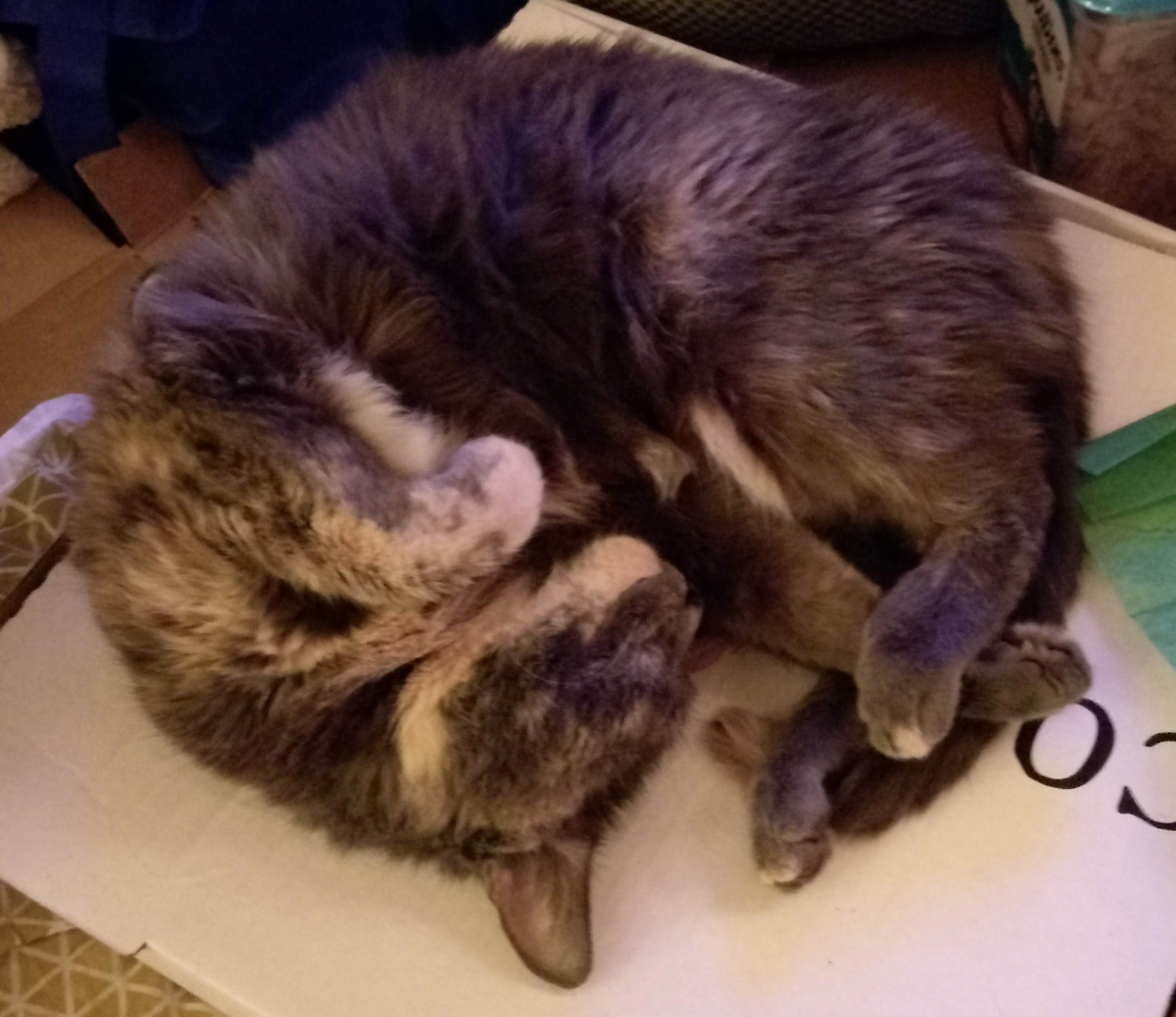 Carmen, a blue-cream tortoiseshell cat, curled up being cute