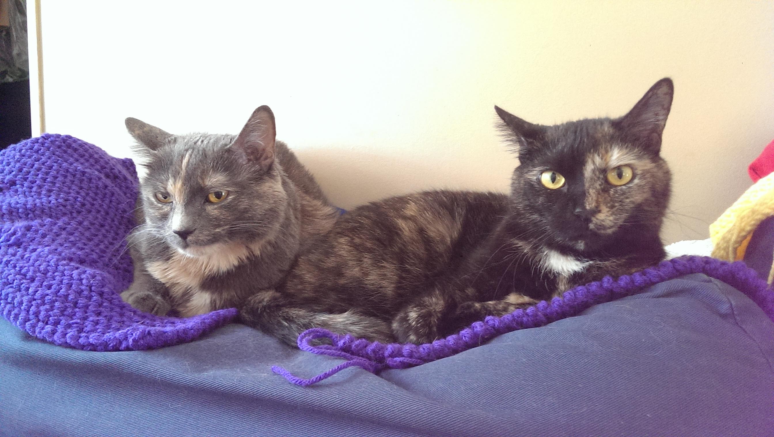 Lily and Carmen, my cats, sitting on the back of the sofa