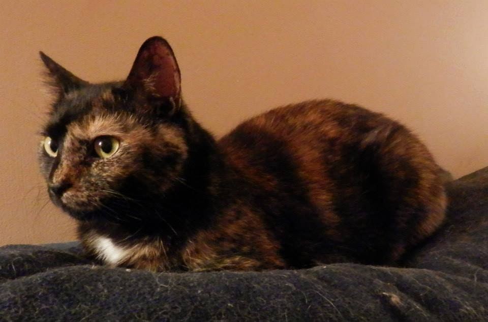 Lily, a black and orange tortoiseshell cat, kittyloafed on a blanket
