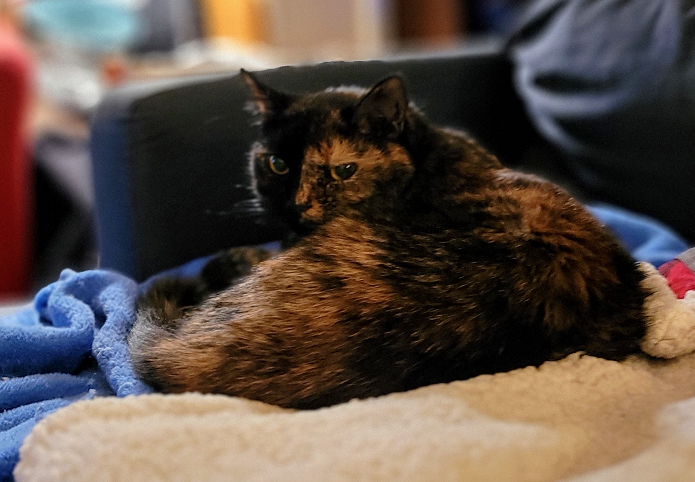 Lily, a black and orange tortoiseshell cat, laying on a fleece looking over her shoulder at the camera