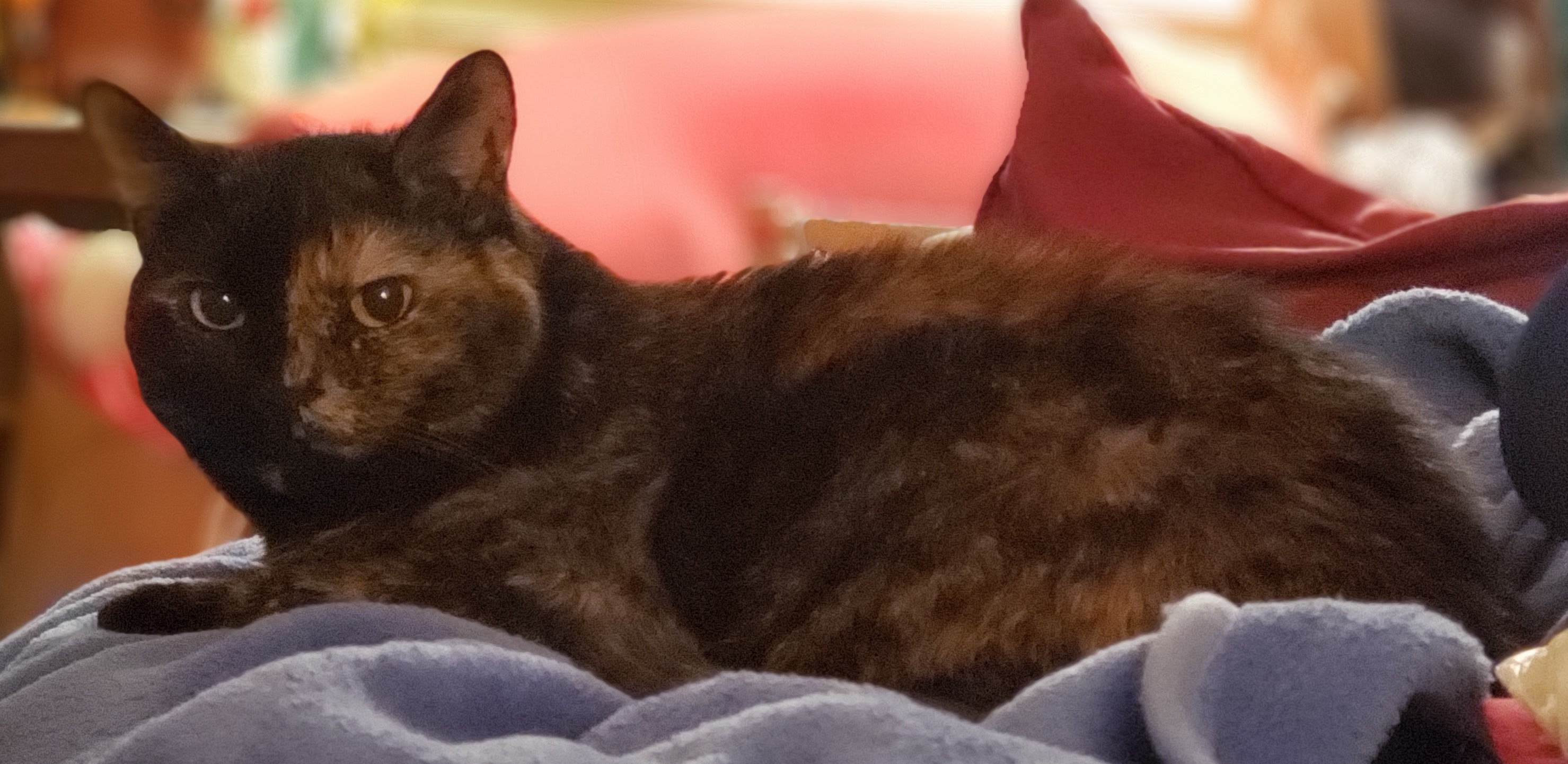 Lily, a black and orange tortoiseshell cat, laying on a blue blanket