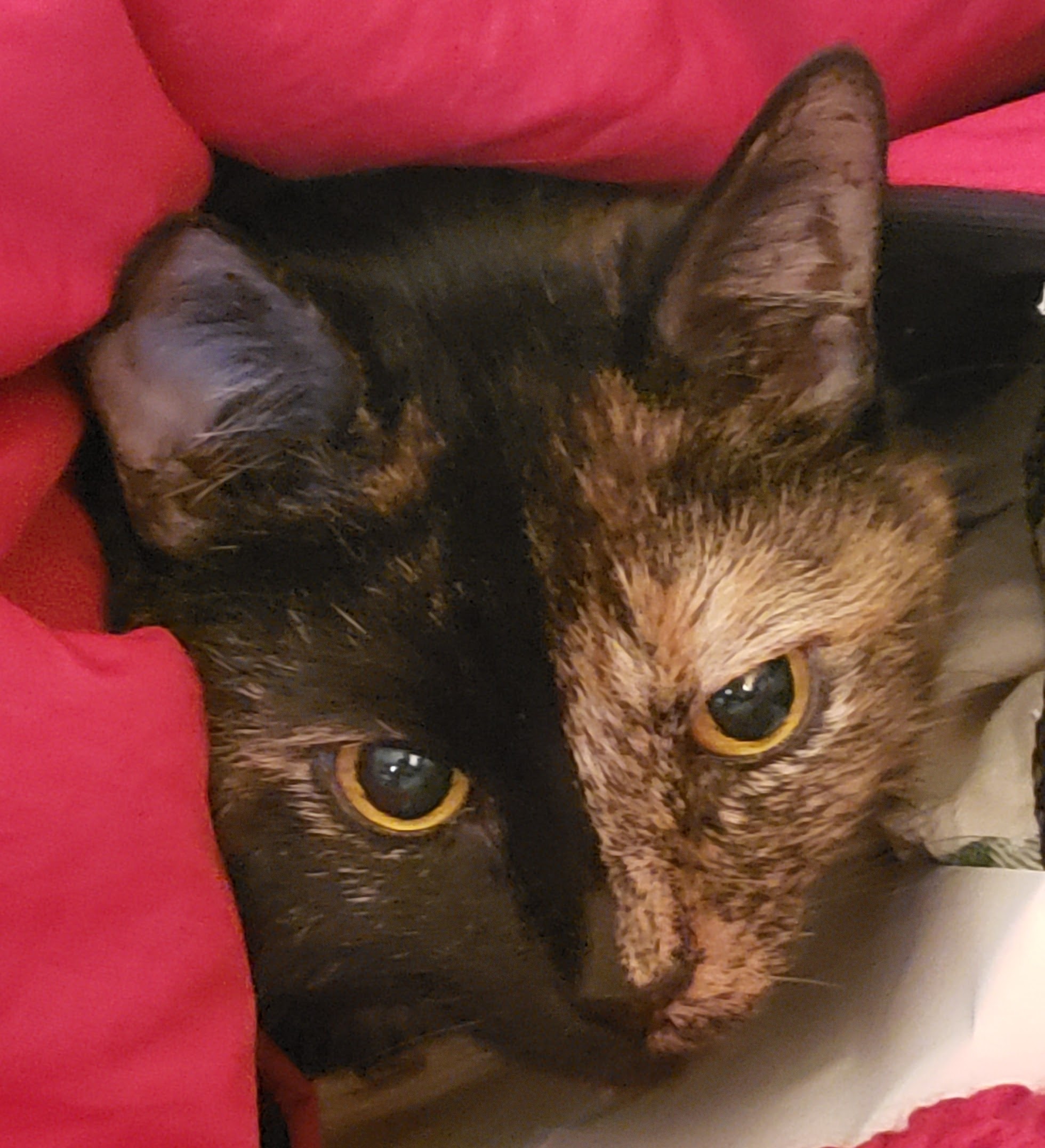 Lily, a black and orange tortoiseshell cat, peeking out from a red blanket