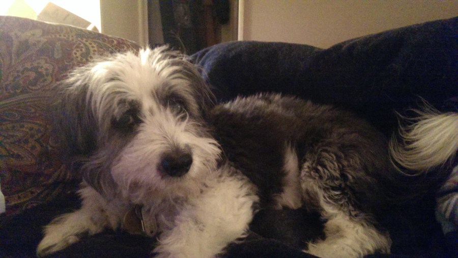 Moxley, a black and white fluffy dog, laying on the couch