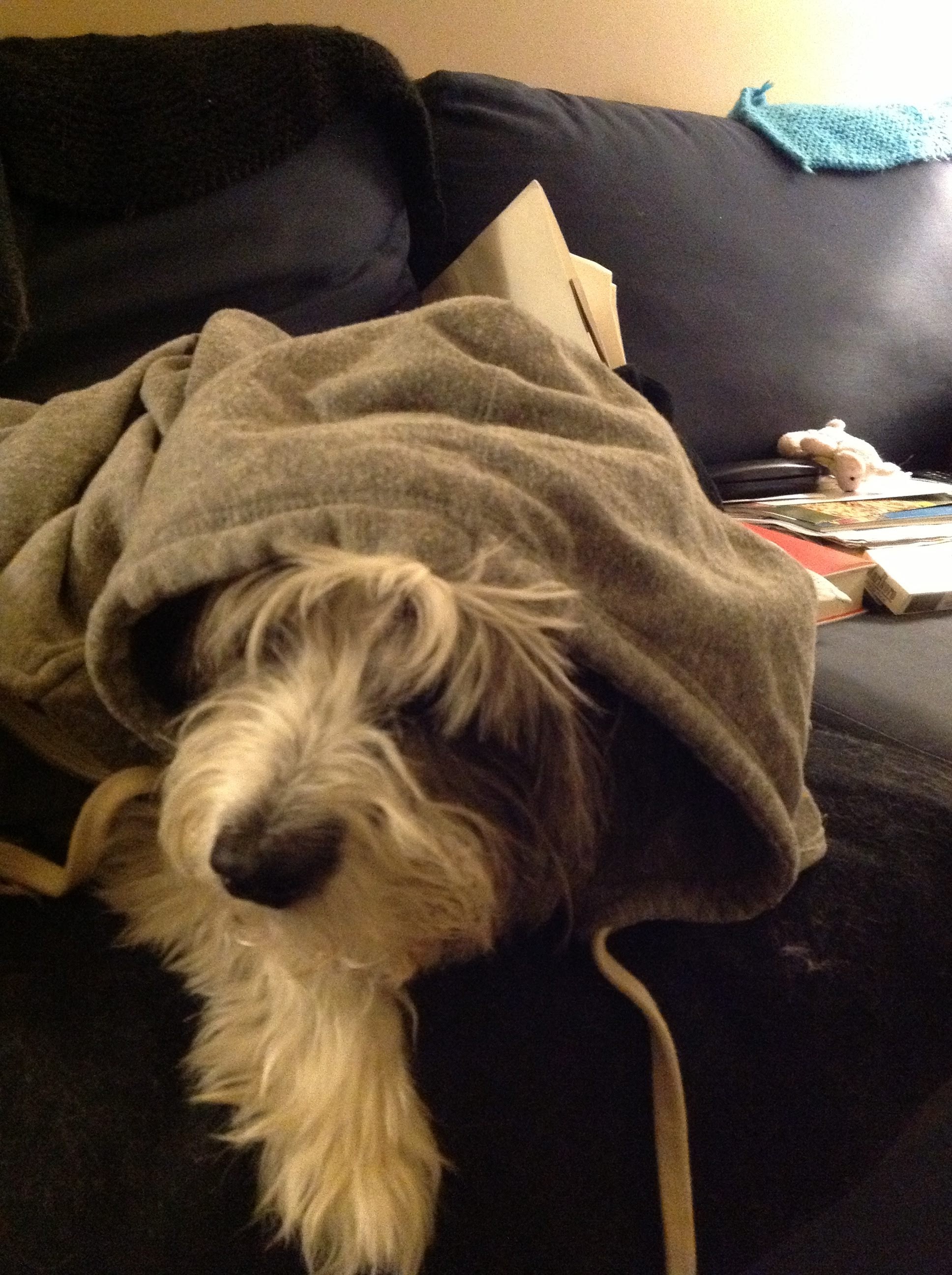 Moxley, a black and white fluffy dog, with a hoodie on his head