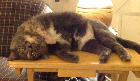 Carmen, a blue-cream tortoiseshell cat, laying upside down on a TV tray